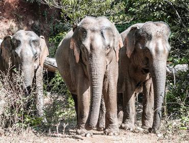 Elephants, Mondulkiri