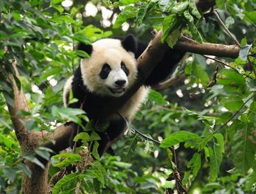 Panda, Chengdu