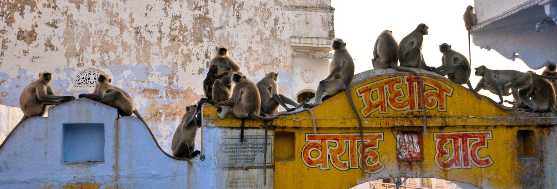 Monkeys, Jaipur, Rajasthan