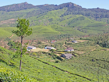 Tea fields and mountains, Munnar