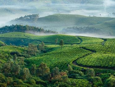 Landscape, Munnar