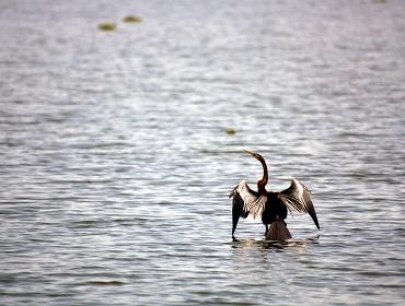 Comorant, Vembanad Backwaters