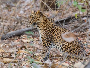 Leopard, Jawai