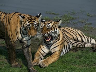 Tigers, Ranthambore National Park