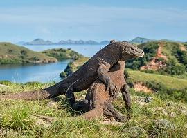 Komodo dragons fighting, Flores, Indonesia