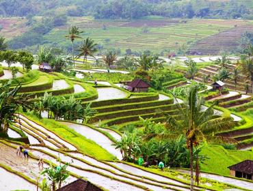 Jatiluwih rice terraces, Bali