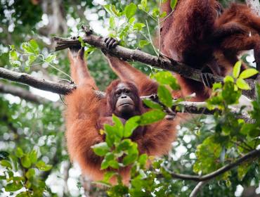 Orangutans, Tanjung Puting National Park