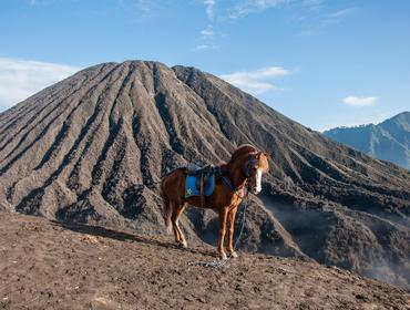 Pony at Mount Bromo crater