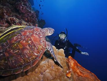 Turtle and diver, Bunaken Marine Park