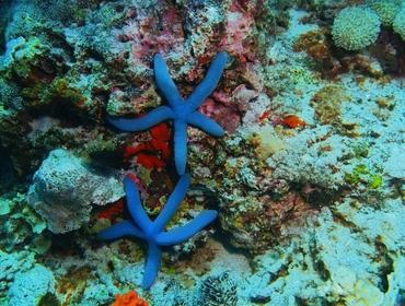 Star fish, Pemuteran