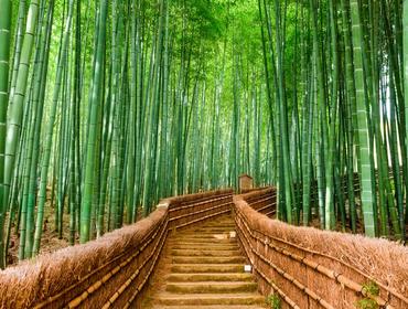 Bamboo Forest, Kyoto