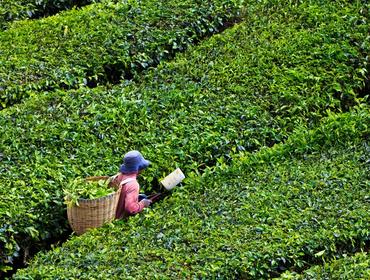 Tea plantation, Cameron Highlands