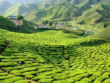 Cameron Highlands