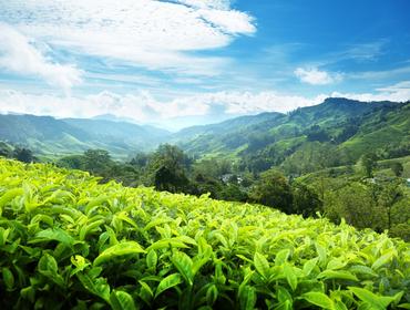 Cameron Highlands