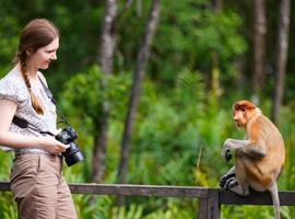 Proboscis monkey, Sepilok