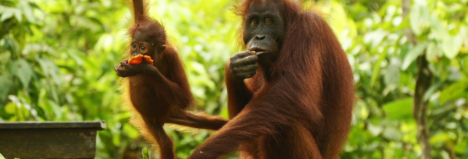 Orangutans, Sepilok