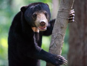 Malayan sun bear on tree, Sepilok