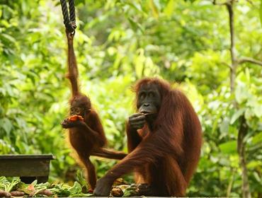 Mother orangutan and baby on feeding platform, Sepilok