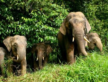 Pygmy elephants, Kinabatangan River