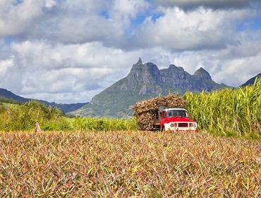 Truck with sugar cane, Mauritius