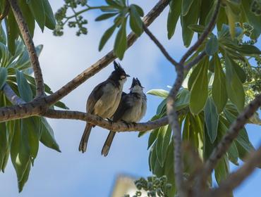 Exotic birds, Mauritius