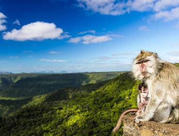 Monkeys, Black River Gorges