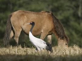 Black necked crane, Bhutan