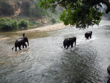 Elephants, Chiang Mai