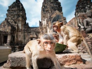 Monkey Temple, Lopburi