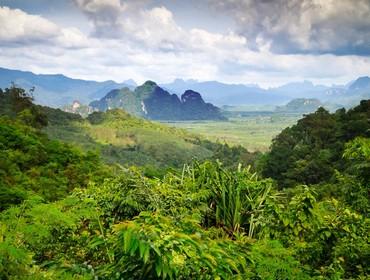 Rainforest, Khao Sok