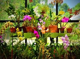 Peradeniya Botanical Gardens, Kandy, Sri Lanka