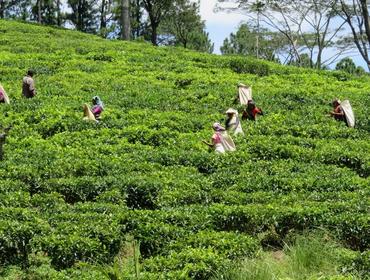 Tea picking, Kandy