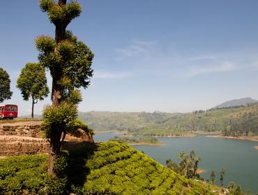 Tea plantation, Sri Lanka