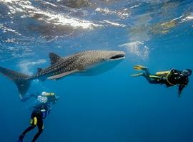 Whale sharks, Maldives