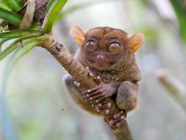 Tarsier, Bohol