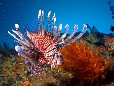 Lion fish