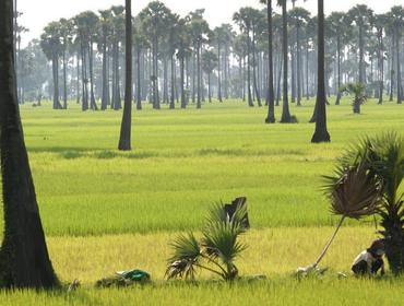 Rice fields near Srok Batheay, Kompong Cham