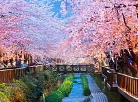 Cherry blossom, Busan