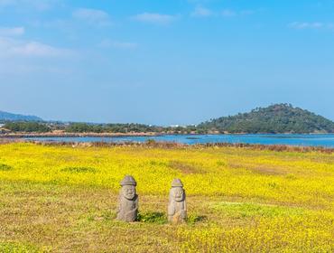 Canola field at Seongsan Ilchulbong, Jeju Island